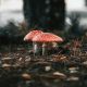 Amanita Mushrooms