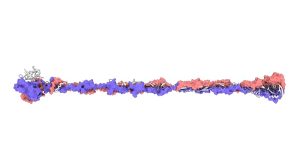 Unveiling the ‘Kiss of Death’: How Predatory Bacteria Eliminate Prey