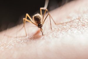 Study Reveals Lingering Effects: Dengue Fever’s Impact on Infant Health Extends for Three Years