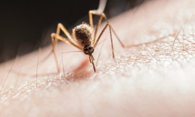 Dengue