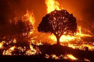 NASA Launches Wildfire Digital Twin to Boost Fire Management and Air Quality Prediction