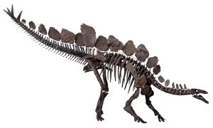 Historic Auction: Stegosaurus Skeleton Fetches $44.6 Million