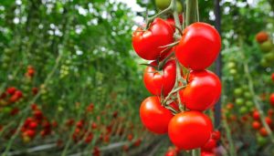 Revolutionizing Sustainable Farming: Nature Fresh Farms and Intel Lead the Way
