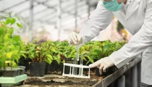 Revolutionizing Farming: The Untold Role of Scientists in Africa’s Agricultural Landscape