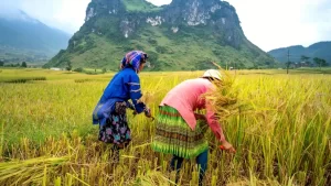 Seeds of Change: The Surprising Ways Schools Are Engaging Kids in Agriculture
