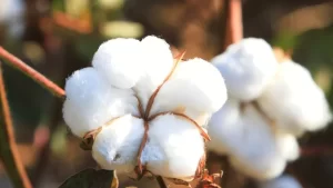 Cotton: The Timeless Fiber Leading Sustainable Fashion Trends
