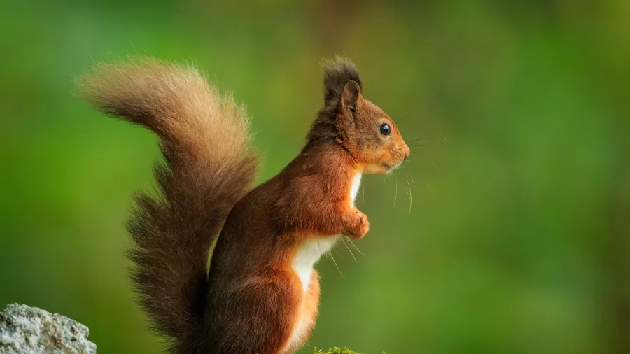 Red Squirrel Survival: AI’s Role in Protecting Britain’s Iconic Species 61 Red Squirrel
