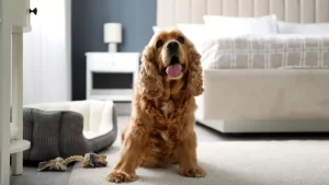 Your Pet Could Soon Talk to You: Thanks to AI