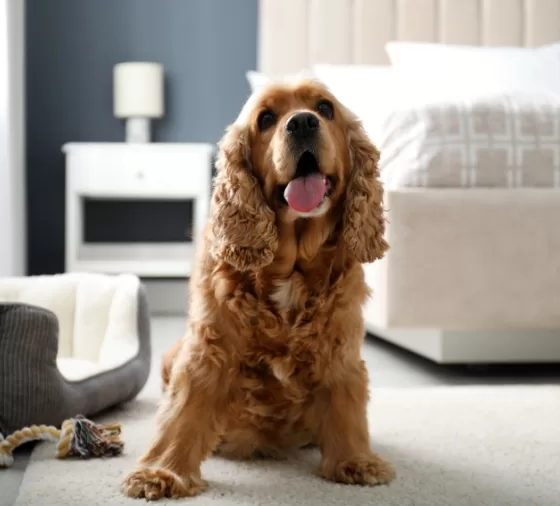 Pet-Friendly Hotel