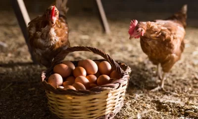 Hen and Eggs