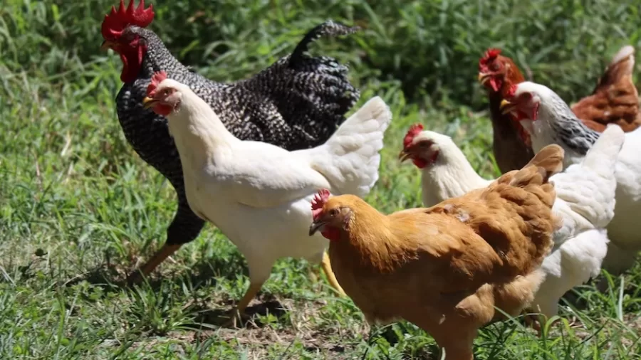 Chicken