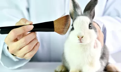 Animal Testing