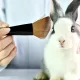 Animal Testing
